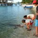 53- Tamaro, le requin nourrice aime les caresses... 